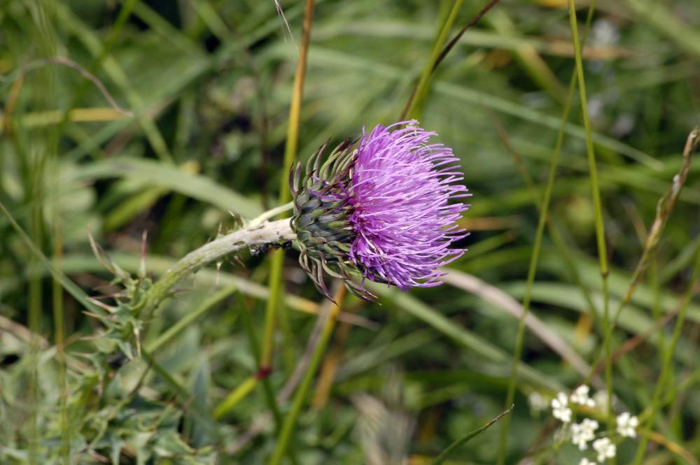 Carduus defloratus subsp. tridentinus / Cardo del Trentino