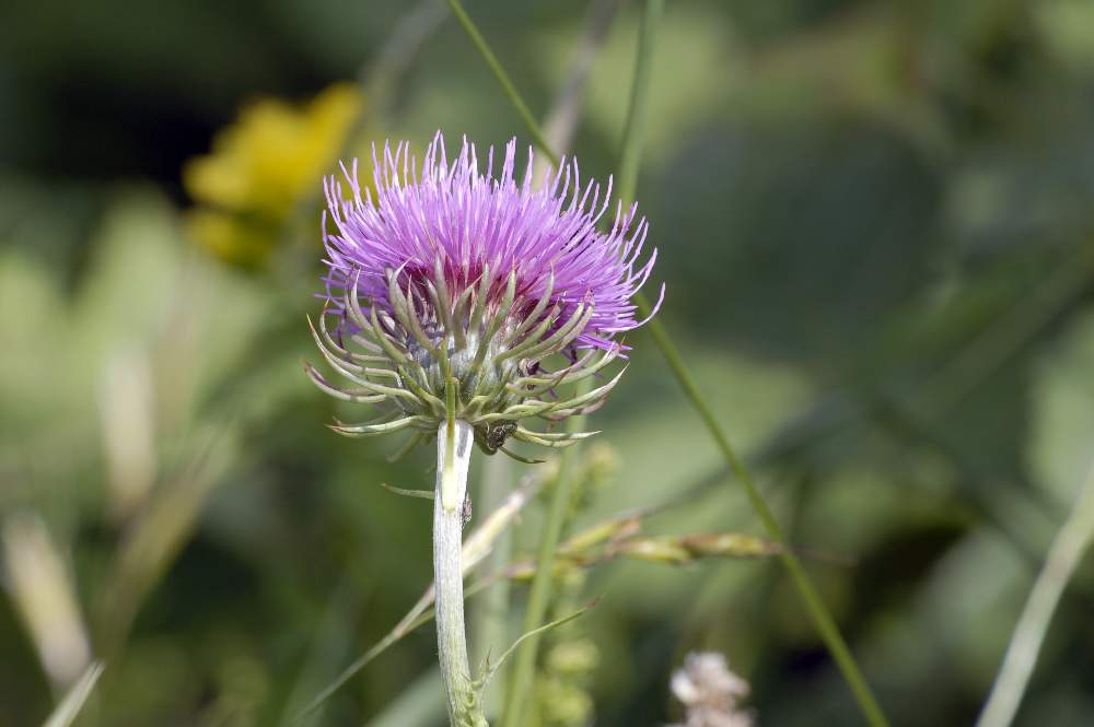 Carduus defloratus subsp. tridentinus / Cardo del Trentino