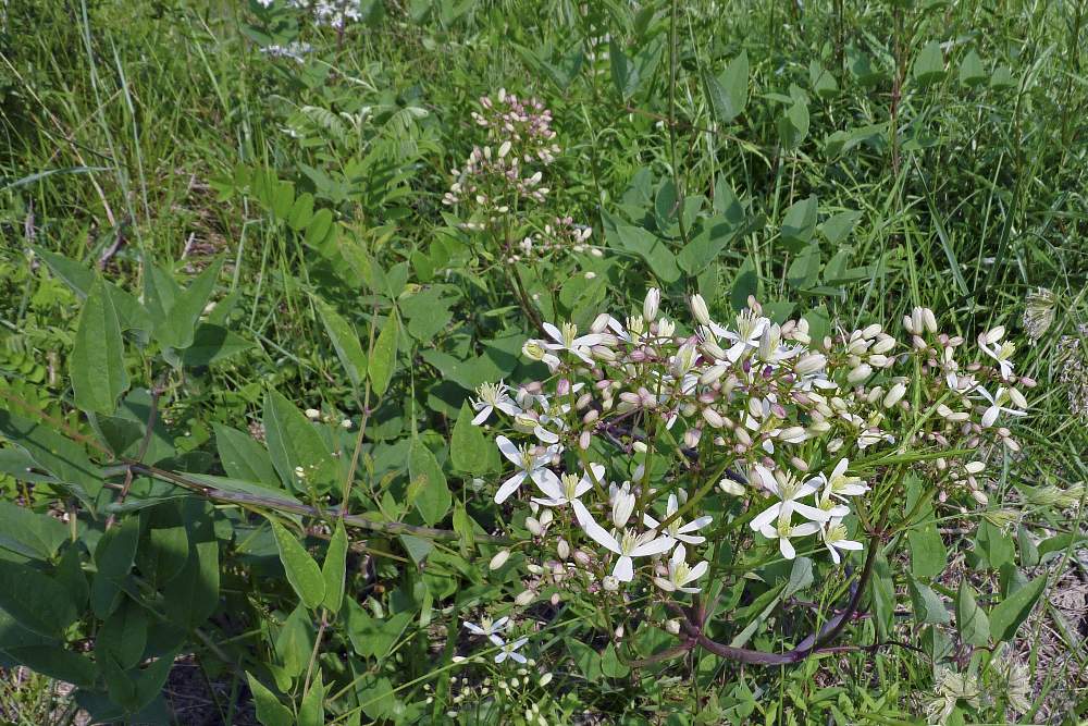 Clematis?