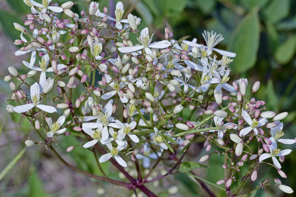 Clematis?