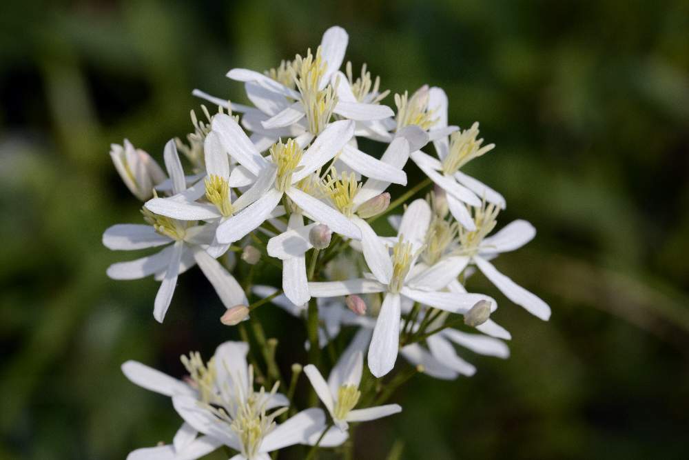 Clematis?