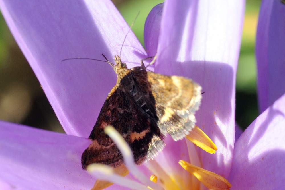 Panemeria tenebrata da confermare