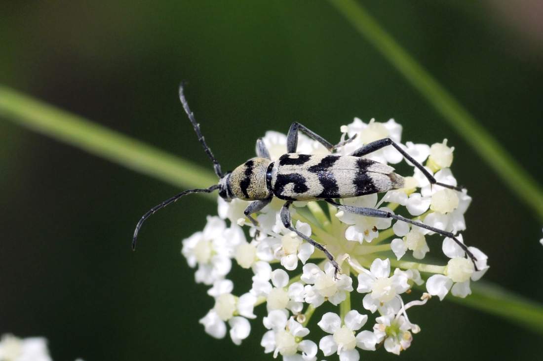 Chlorophorus varius