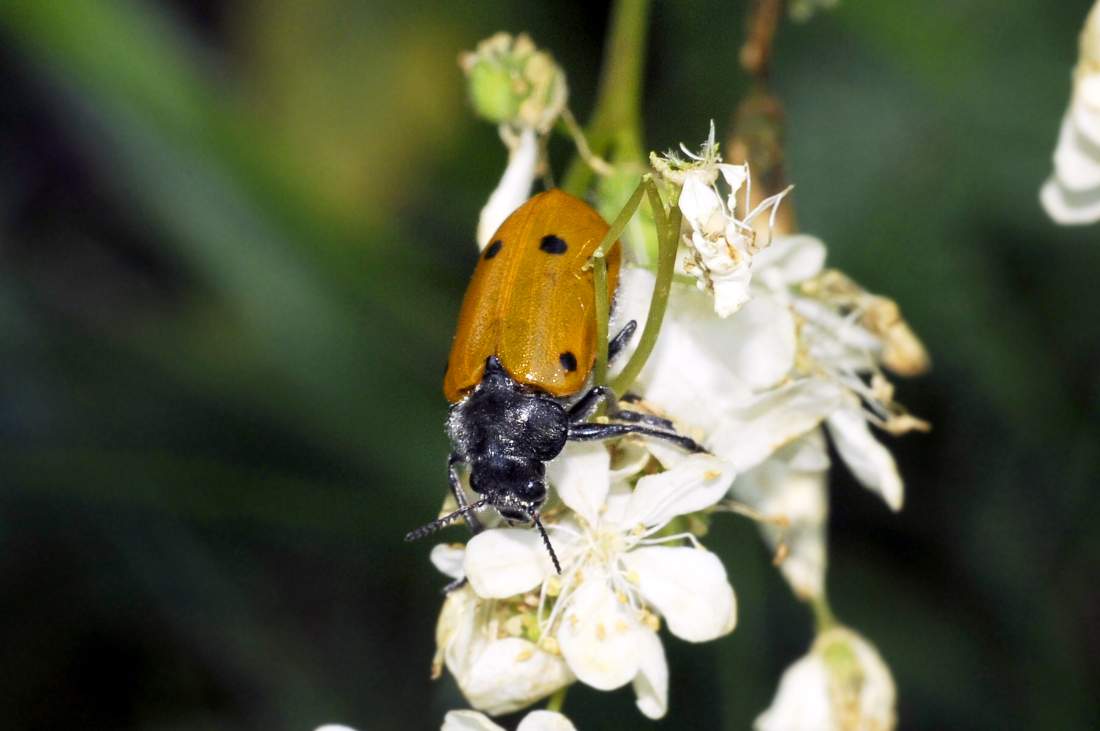 Lachneia cfr italica (Chrysomelidae) femmina