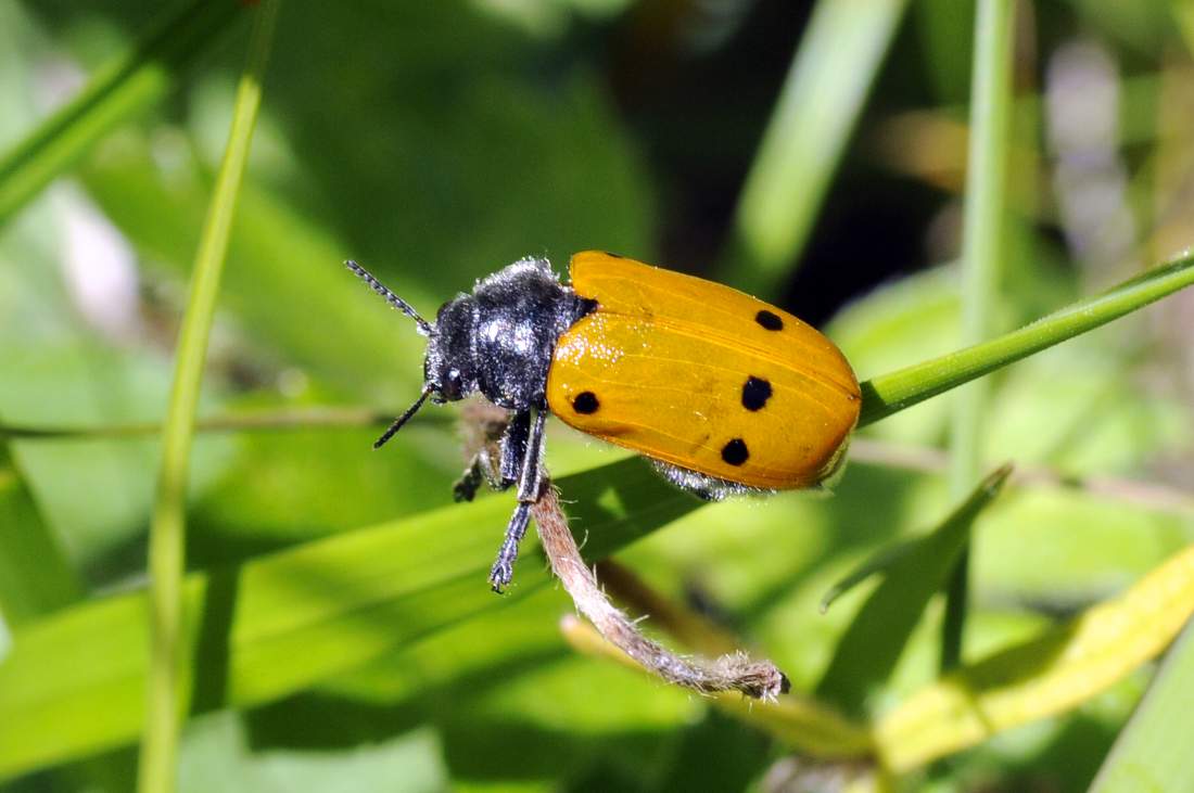 Lachneia cfr italica (Chrysomelidae) femmina