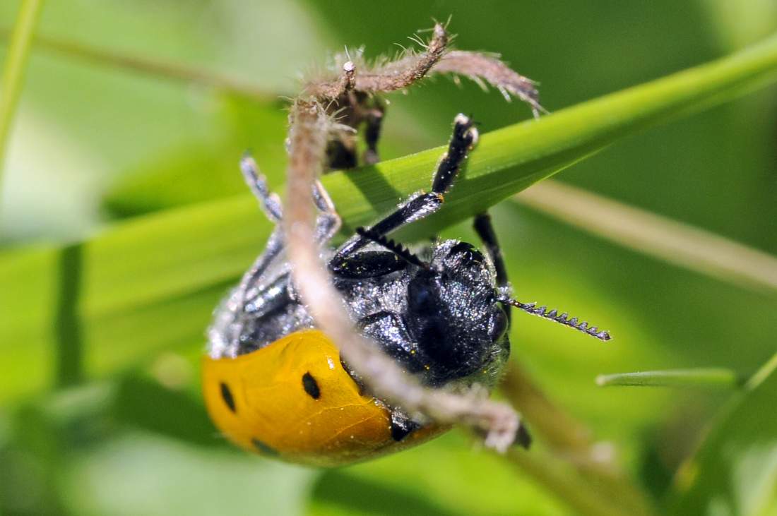 Lachneia cfr italica (Chrysomelidae) femmina