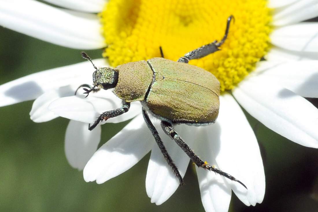 Coleottero verde da ID - Hoplia argentea (cf)