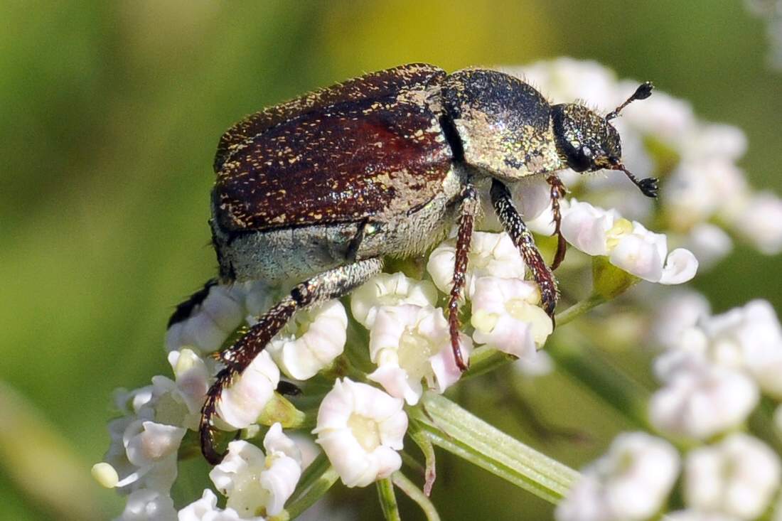 Coleottero verde da ID - Hoplia argentea (cf)