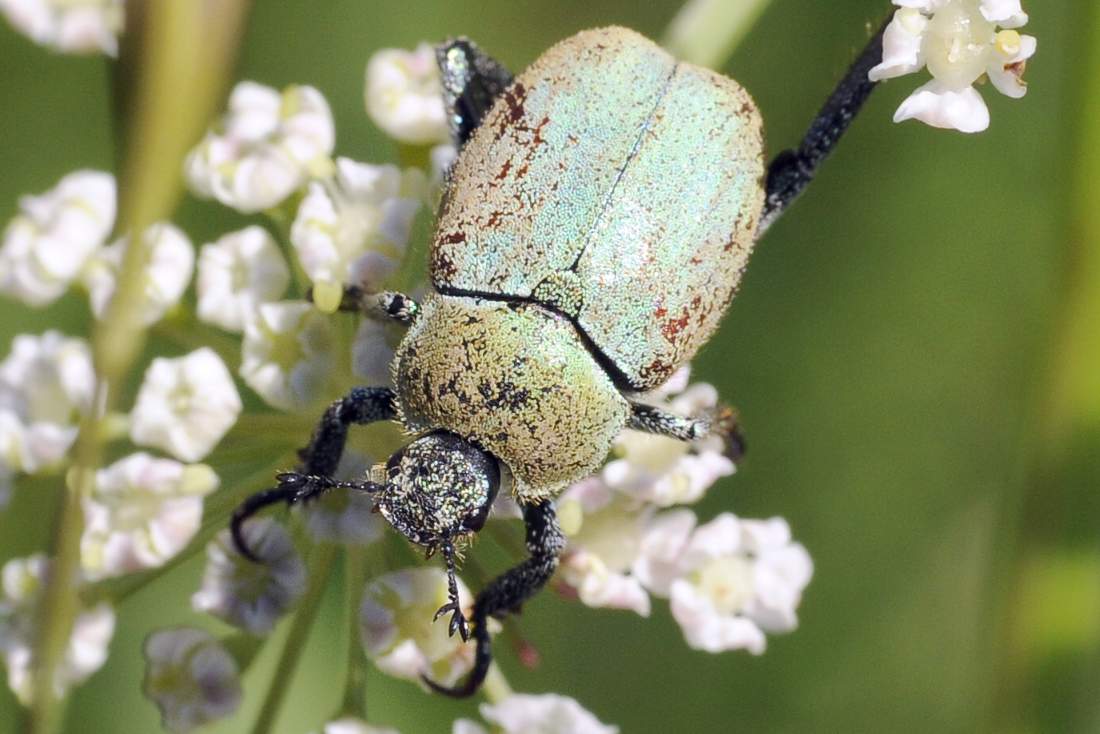 Coleottero verde da ID - Hoplia argentea (cf)