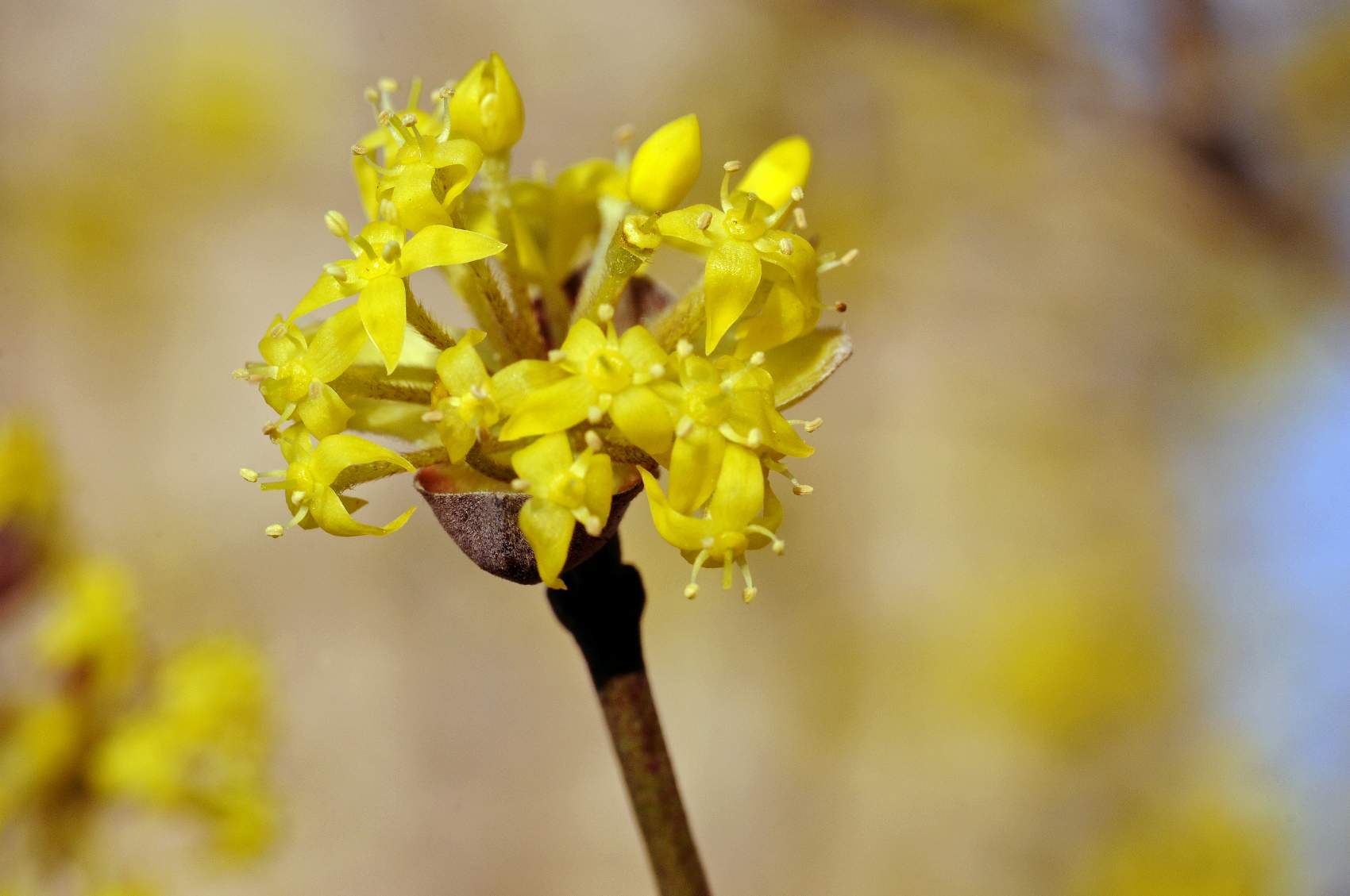 Albero fiorito - Cornus mas