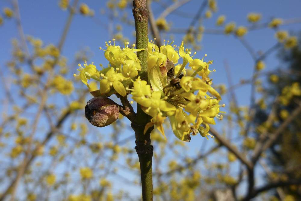 Pianta fiorita da id. - Acer sp.