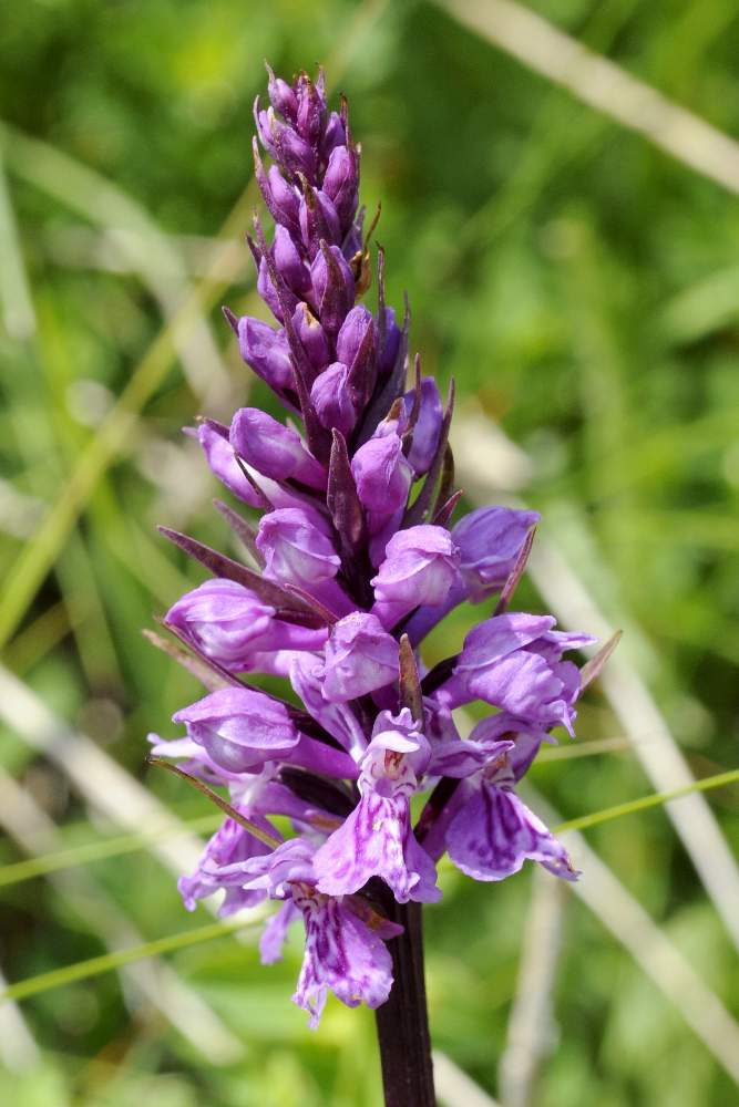 Dactylorhiza maculata  fuchsii ID ?