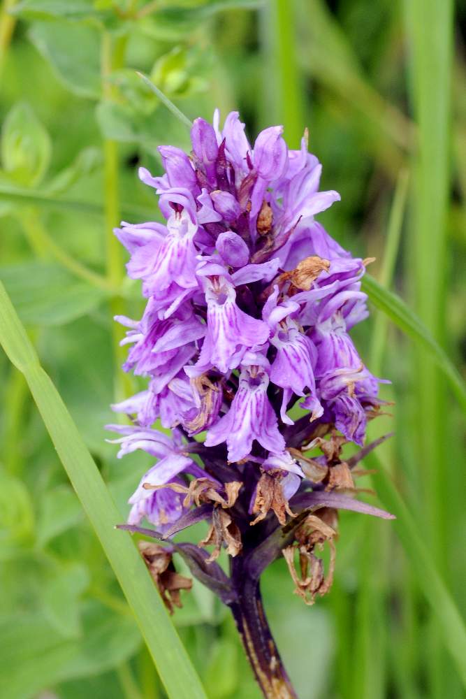 Dactylorhiza maculata  fuchsii ID ?