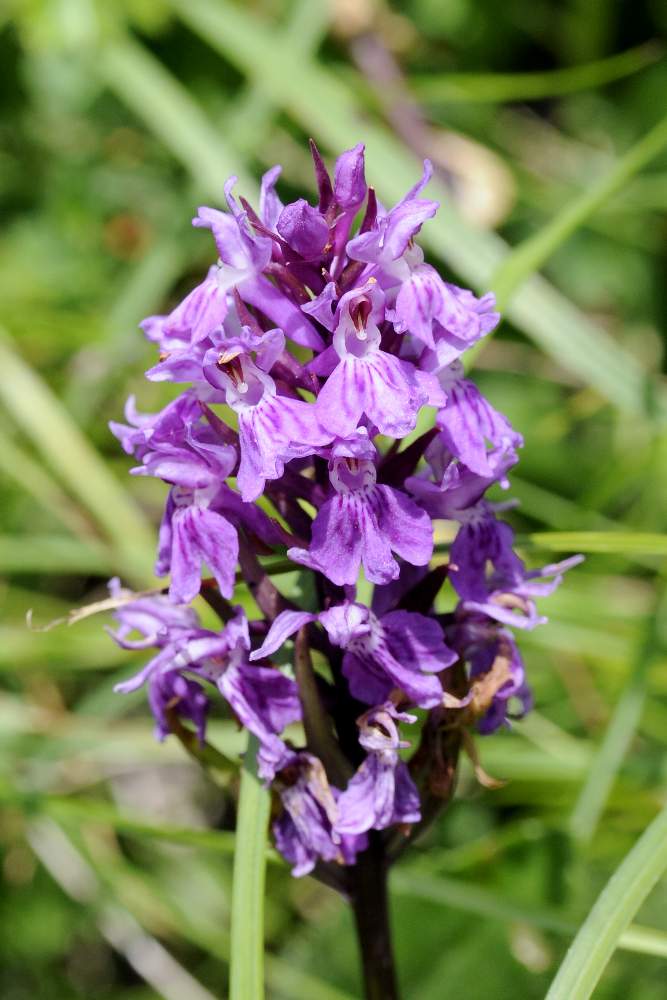 Dactylorhiza maculata  fuchsii ID ?