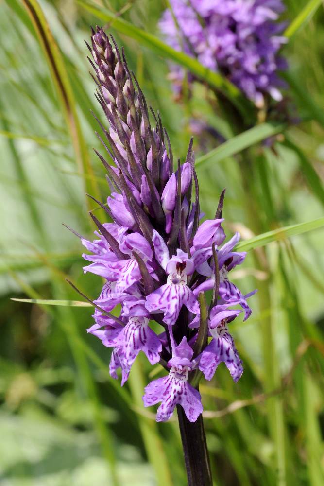 Dactylorhiza maculata  fuchsii ID ?