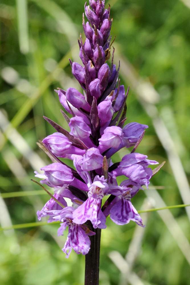 Dactylorhiza maculata  fuchsii ID ?