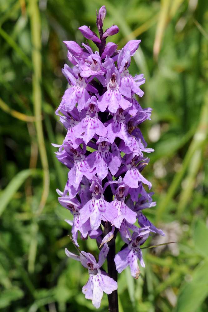 Dactylorhiza maculata  fuchsii ID ?