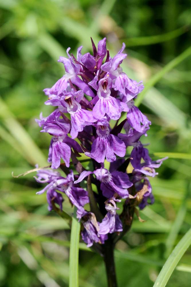 Dactylorhiza maculata  fuchsii ID ?