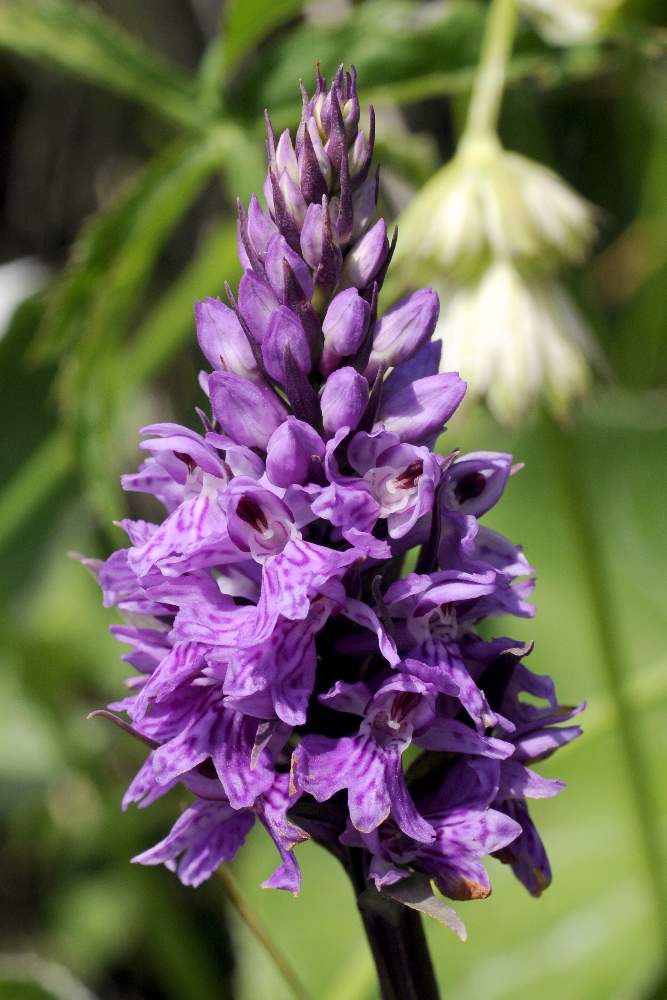 Dactylorhiza maculata  fuchsii ID ?