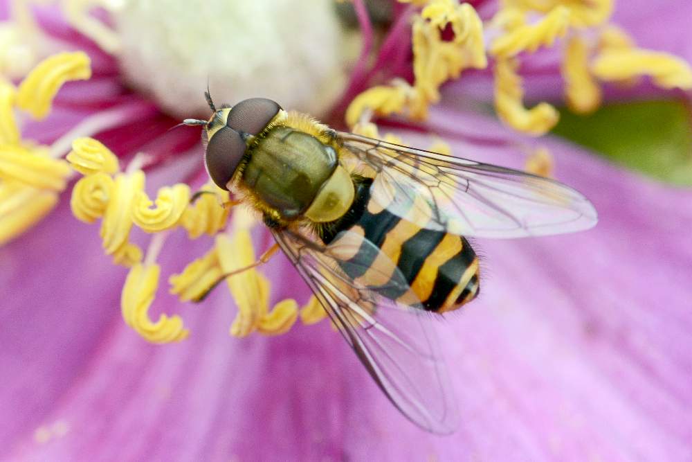 Sirfide a me sconosciuto: Syrphus torvus