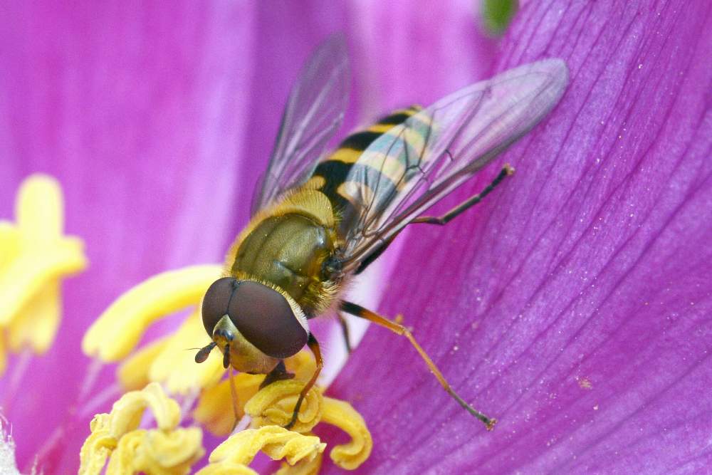 Sirfide a me sconosciuto: Syrphus torvus