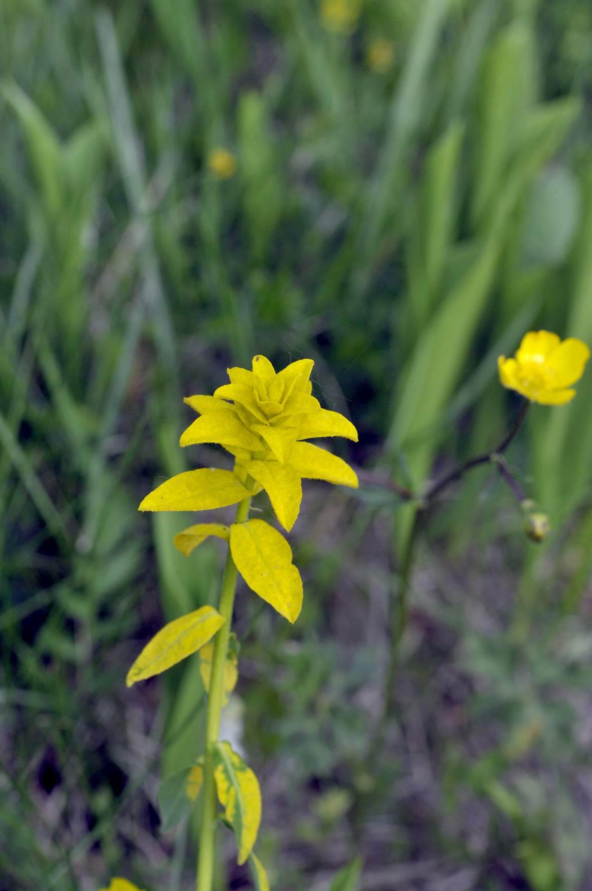 Erba gialla da riconoscere - Euphorbia sp.