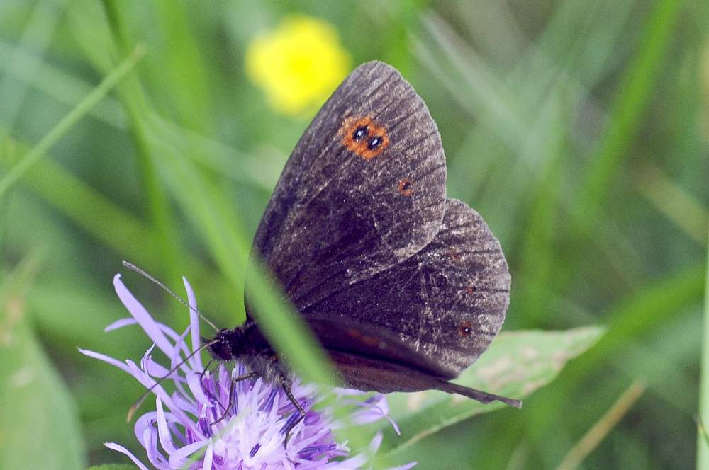 Erebia da ID