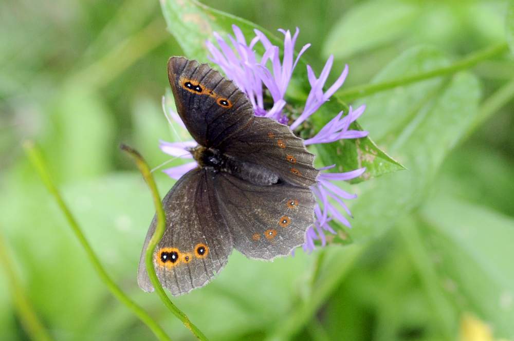 Erebia da ID