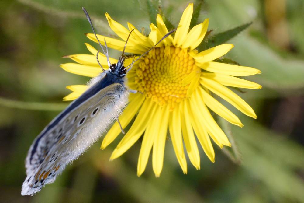 Farfalla da ID forse Polyommatus icarus