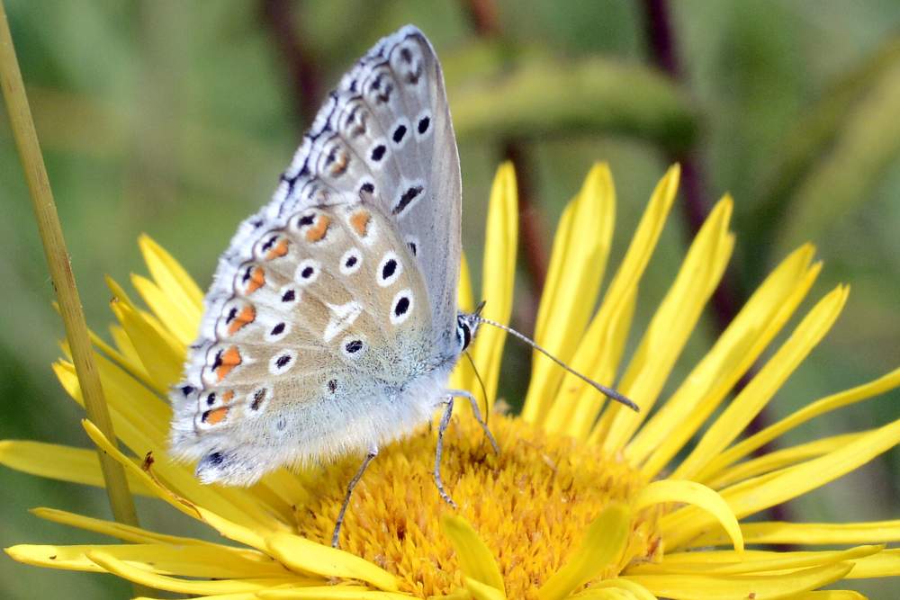 Farfalla da ID forse Polyommatus icarus