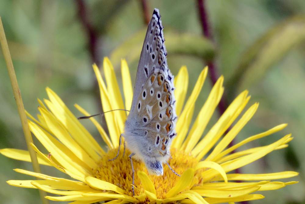 Farfalla da ID forse Polyommatus icarus