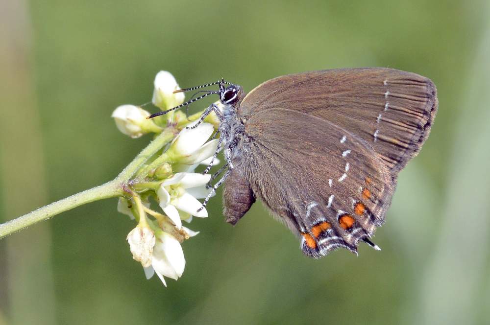 Farfalla da ID forse Satyrium