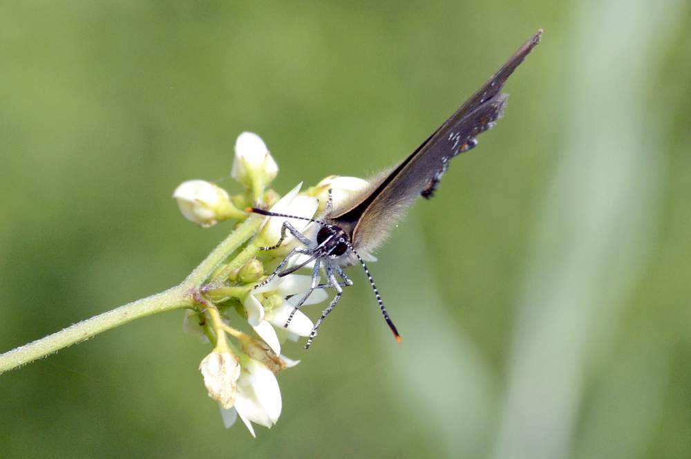 Farfalla da ID forse Satyrium