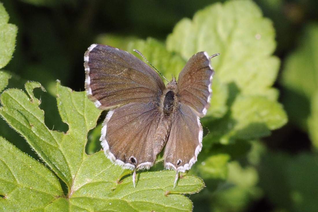 Farfalla da confermare - Si, Cacyreus marshalli