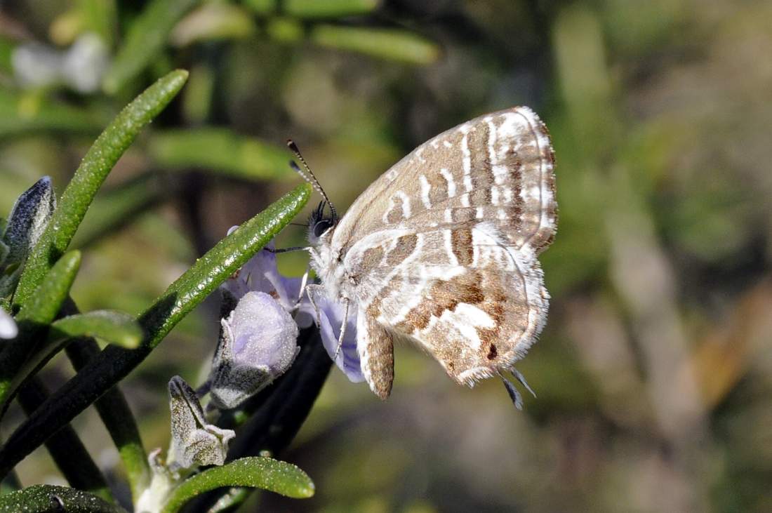 Farfalla da confermare - Si, Cacyreus marshalli