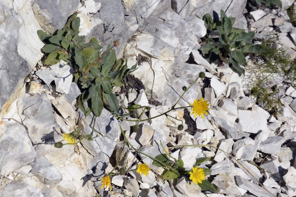 Hieracium sp.