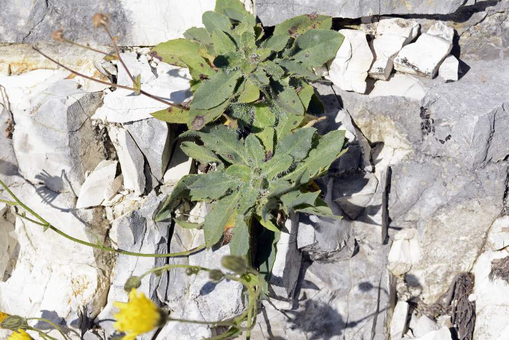 Hieracium sp.