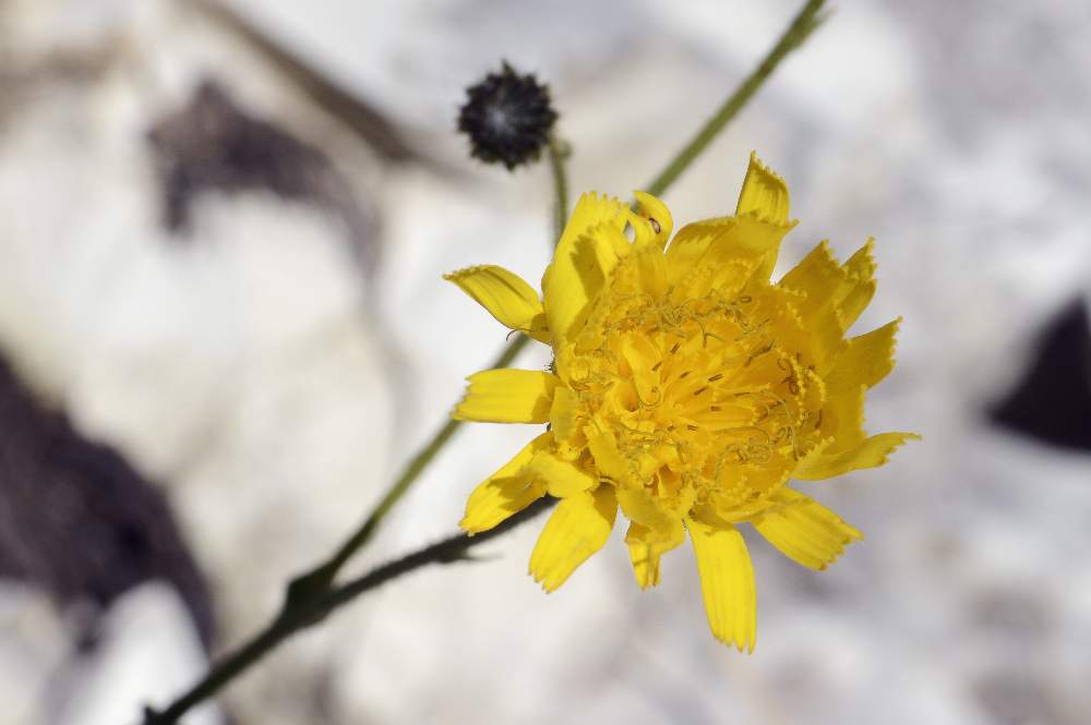 Hieracium sp.