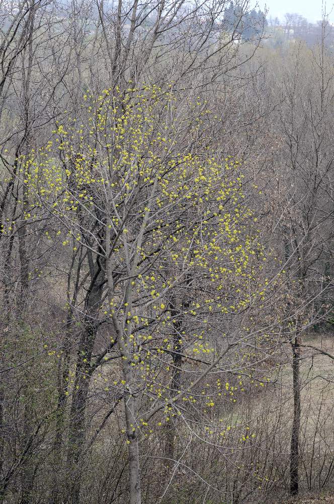 Albero fiorito - Cornus mas