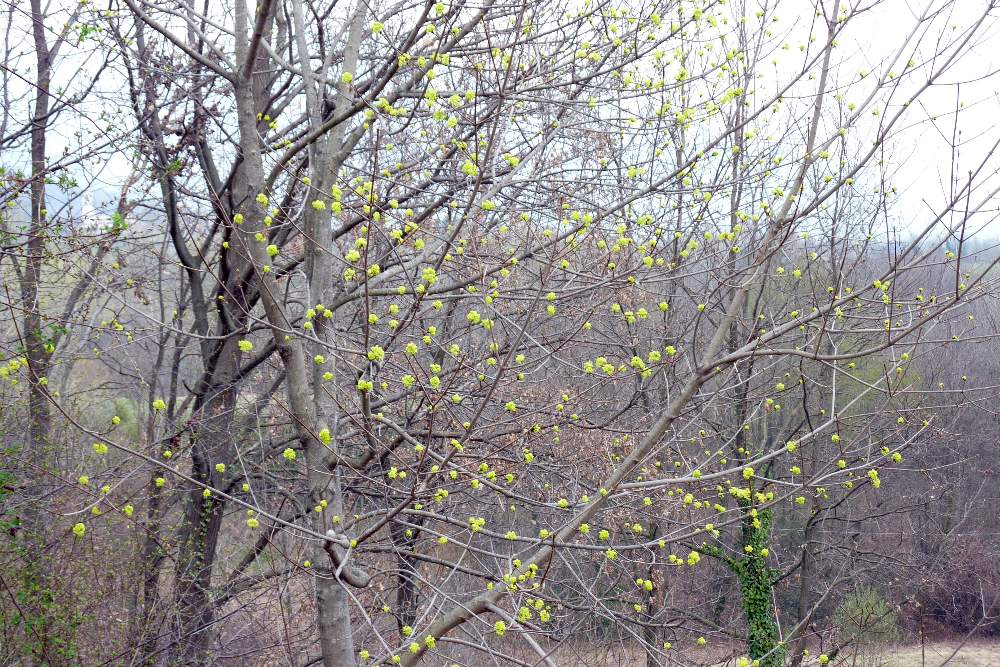 Albero fiorito - Cornus mas