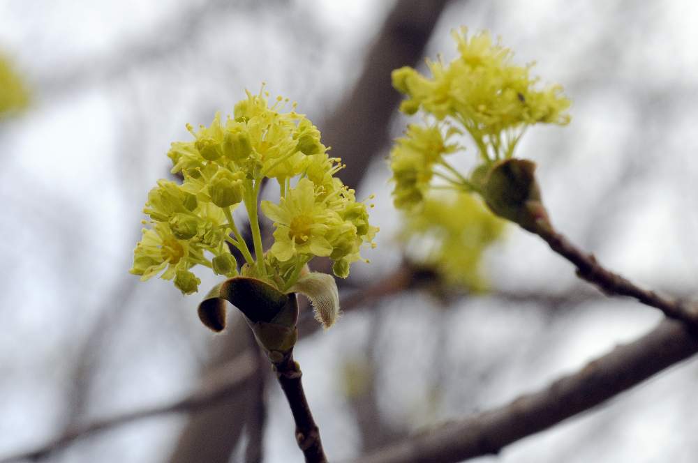 Pianta fiorita da id. - Acer sp.