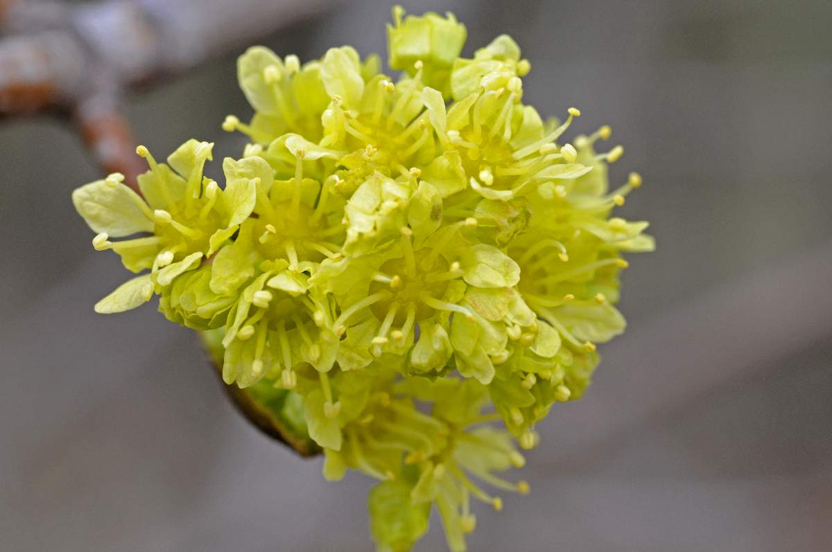 Albero fiorito - Cornus mas