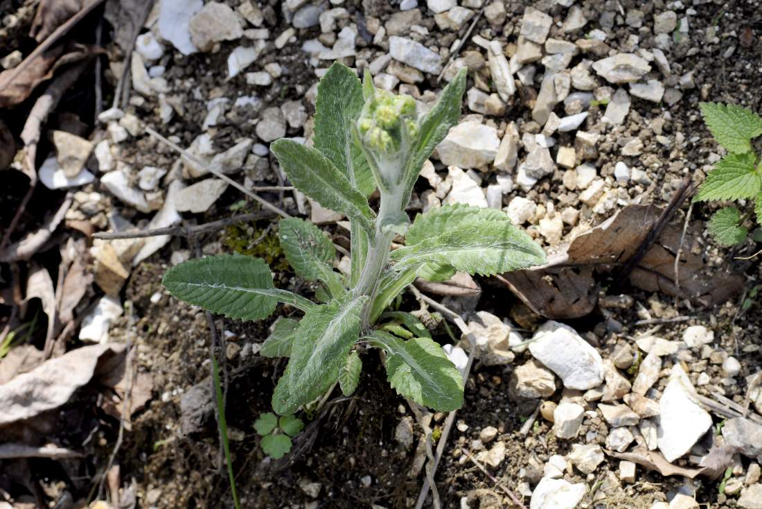 Tephroseris longifolia subsp. gaudinii