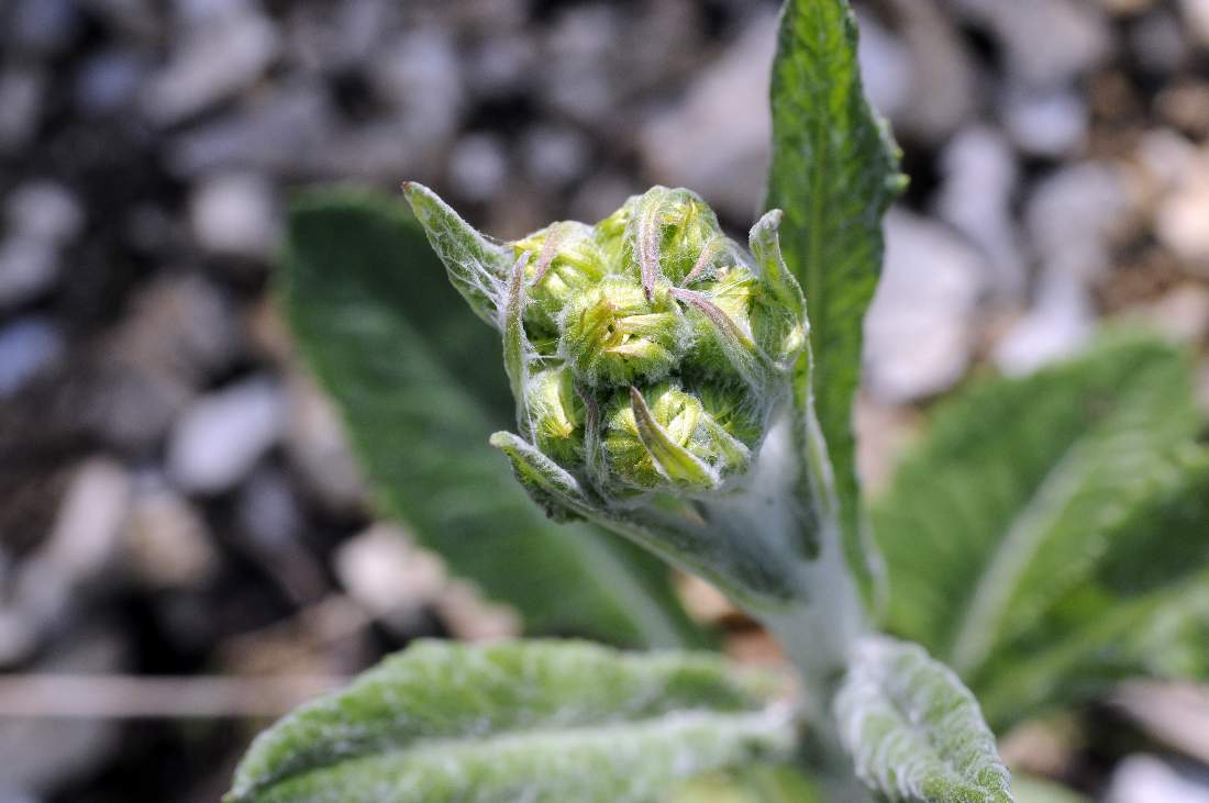 Tephroseris longifolia subsp. gaudinii