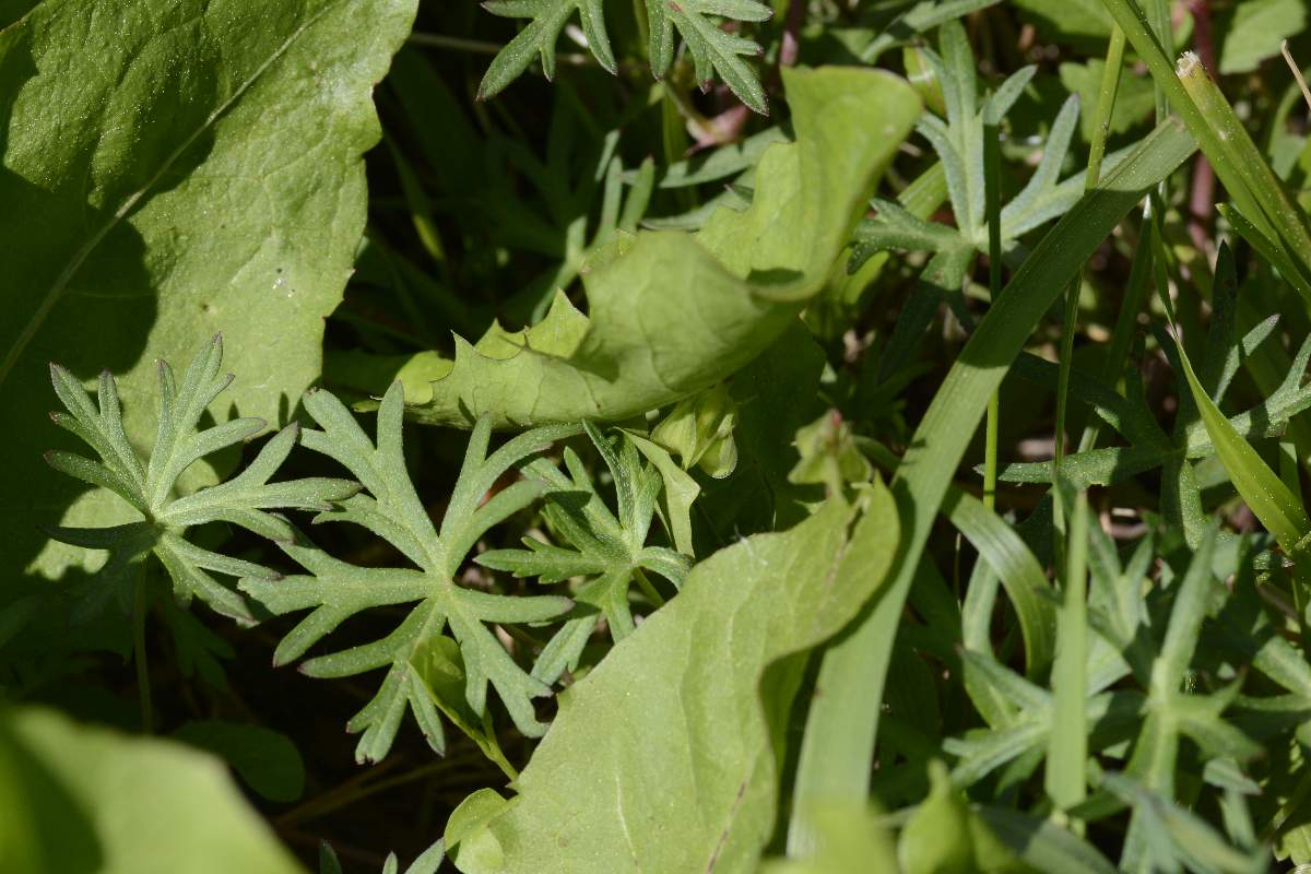 Geranium columbinum