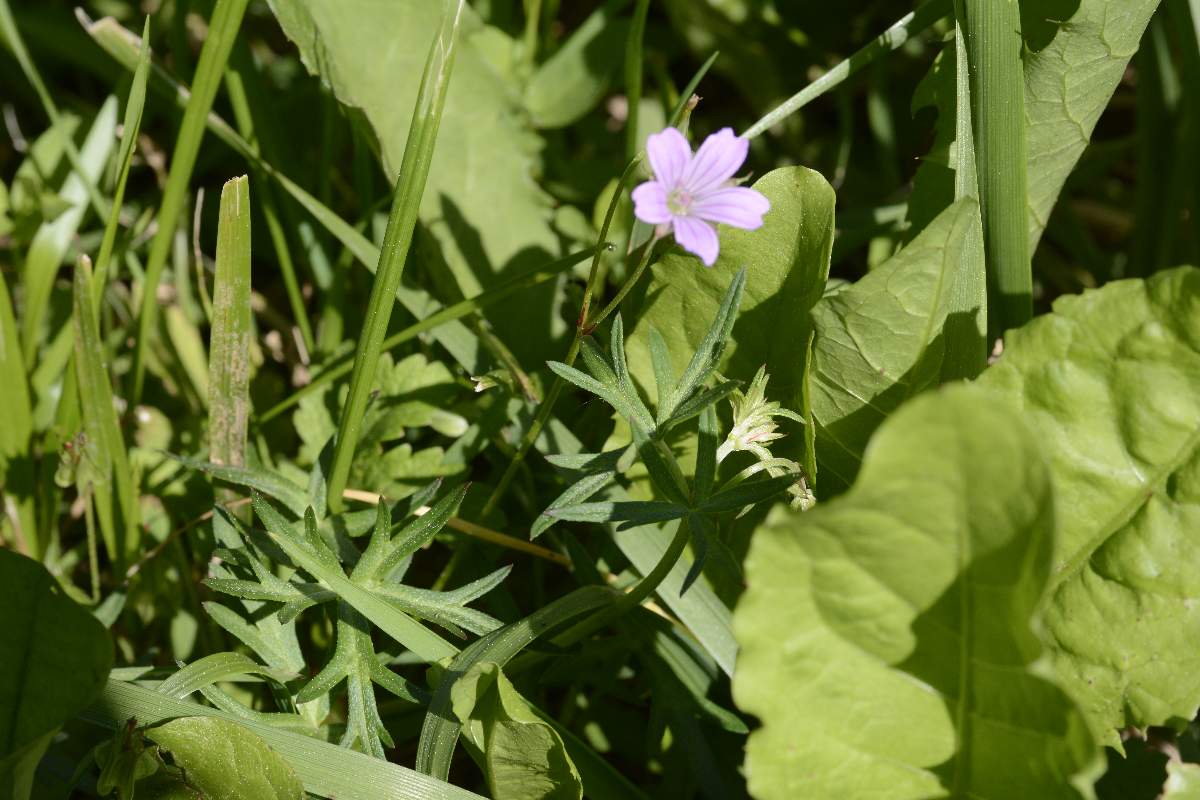 Geranium columbinum