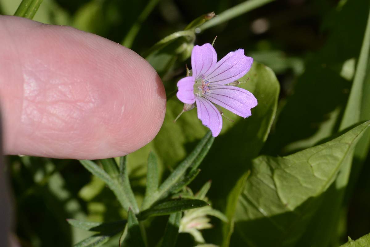 Geranium columbinum