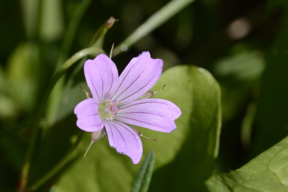 Geranium columbinum