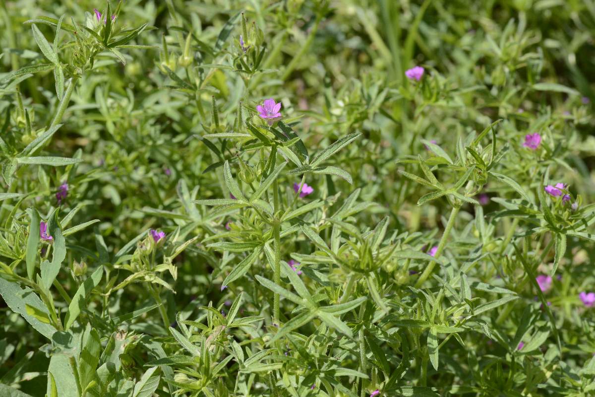 Geranium dissectum