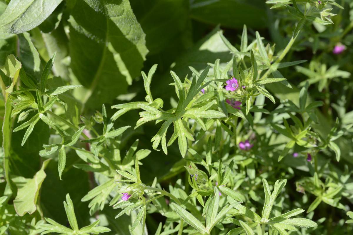 Geranium dissectum